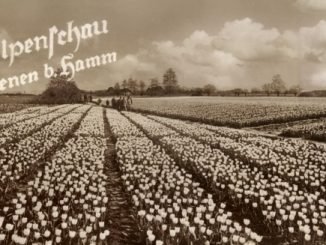 Postkarte von der Tulpenschau in Osterbönen