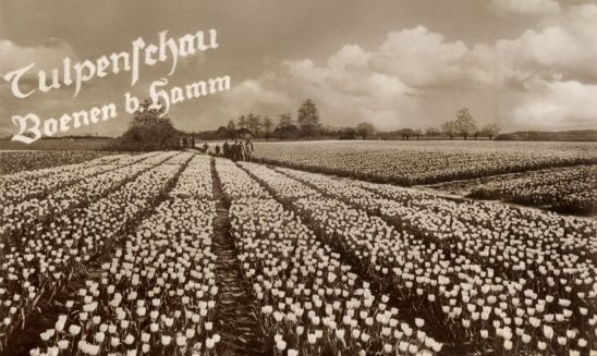 Postkarte von der Tulpenschau in Osterbönen